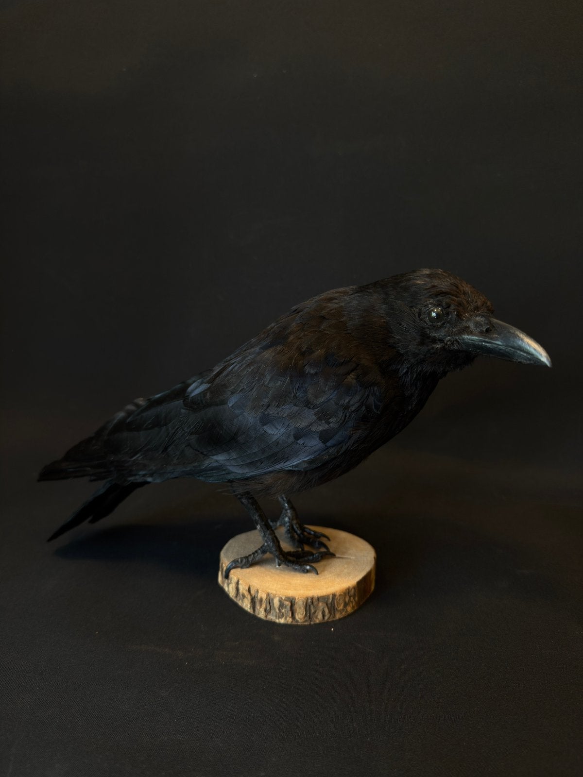 Opgezette kraai, vogel, Verzamelen, Ophalen of Verzenden, Zo goed als nieuw, Vogel, Opgezet dier
