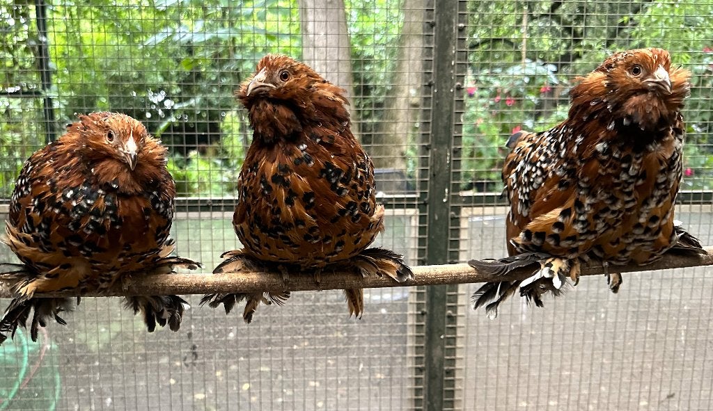 Ukkelse baardkrielen (raszuiver), Dieren en Toebehoren, Pluimvee, Meerdere dieren, Kip