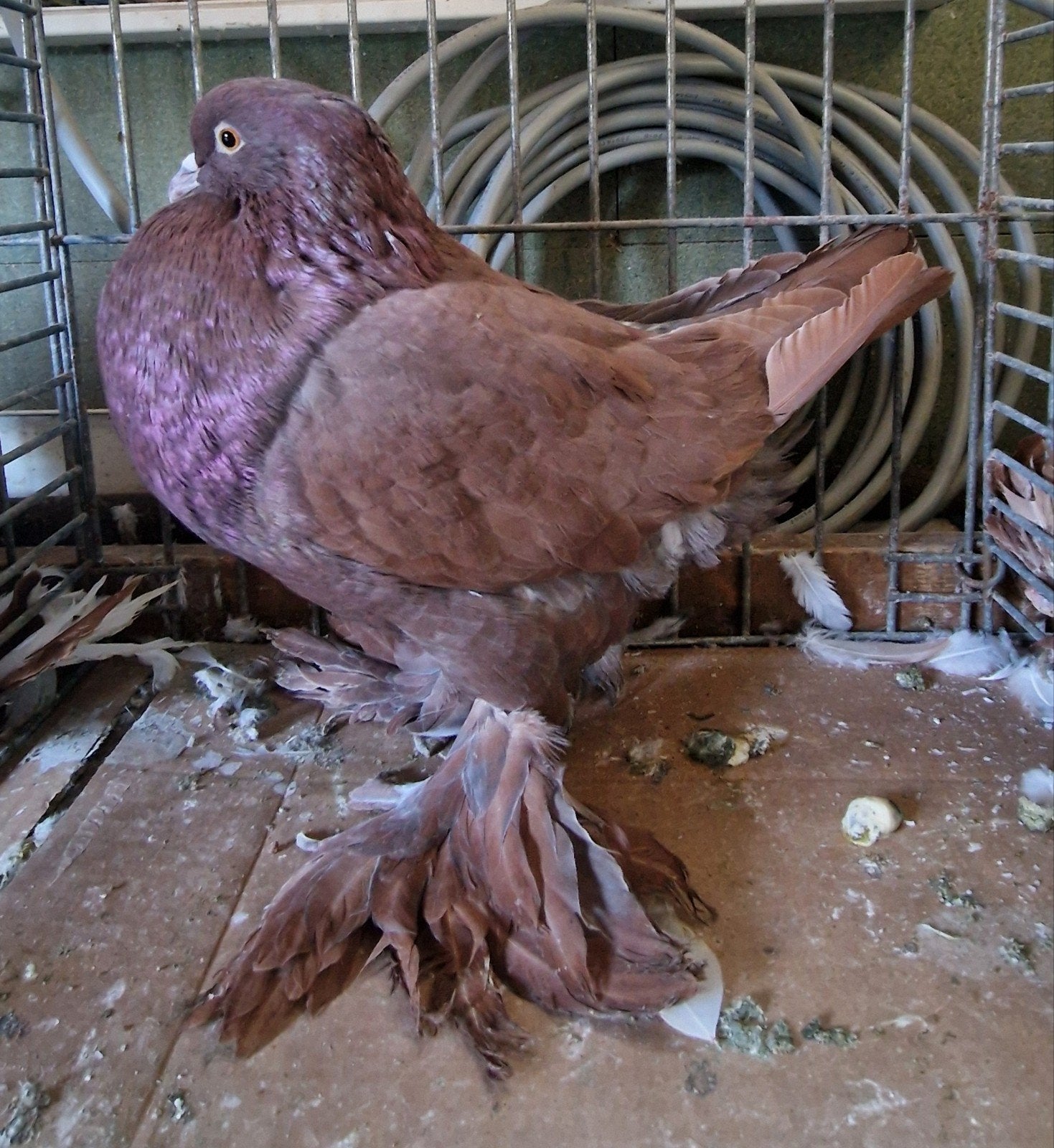Gentse Kropper, Dieren en Toebehoren, Meerdere dieren, Overige soorten