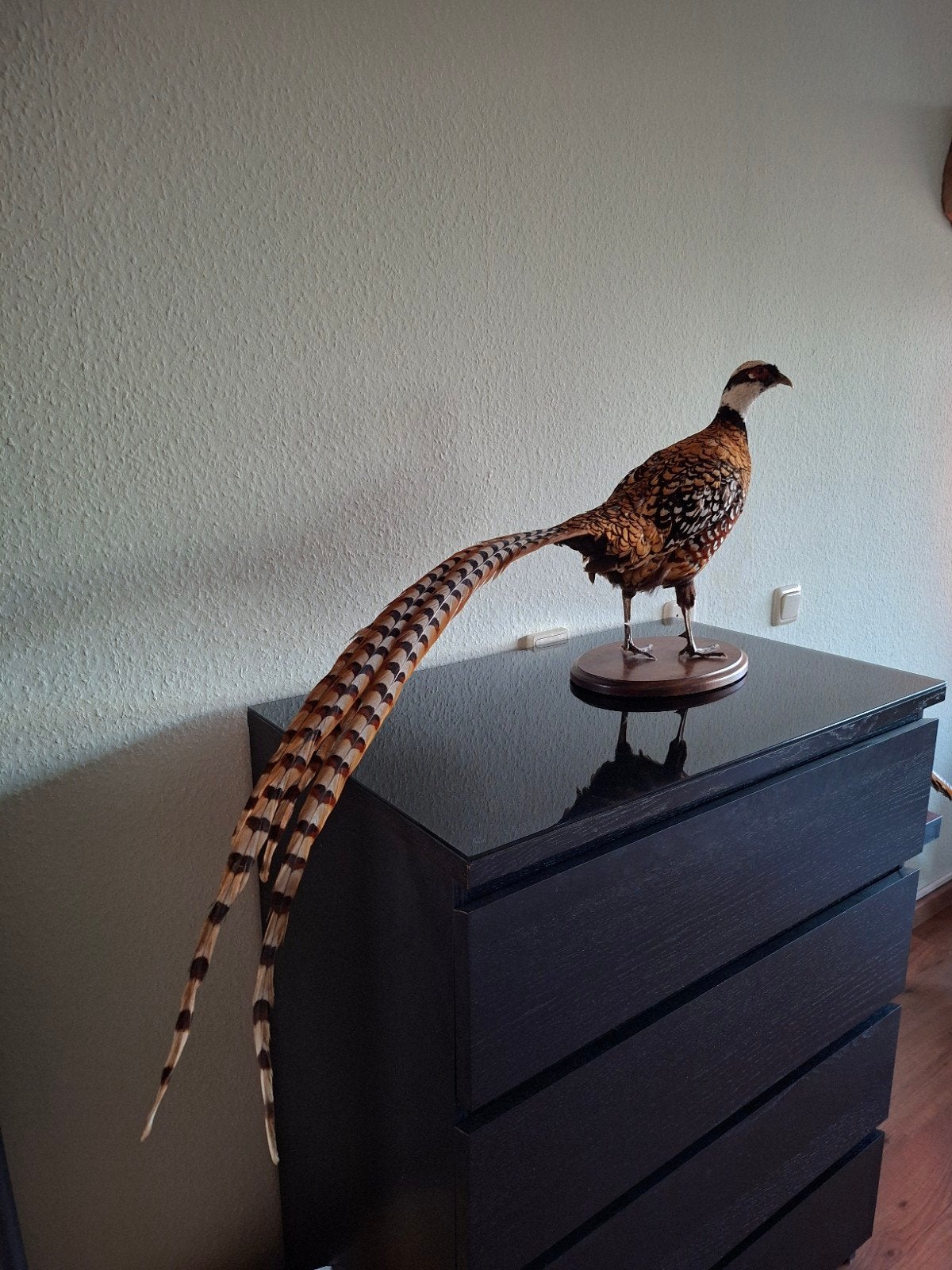 Mooie opgezette Koningsfazant taxidermie vogel fazant, Ophalen of Verzenden, Gebruikt, Vogel, Opgezet dier