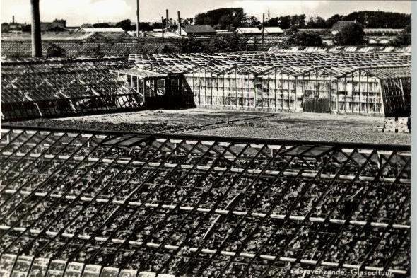 's Gravenzande Kassengebied  schaarse grootformaat kaart, Verzenden, 1940 tot 1960, Ongelopen, Zuid-Holland