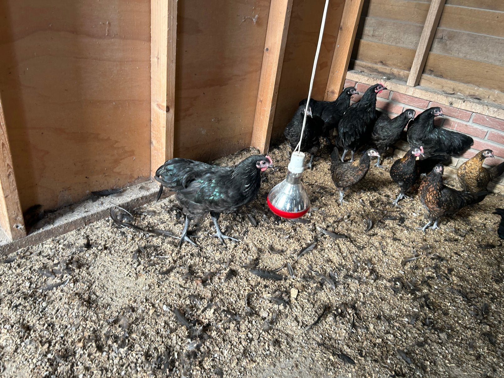 2 jonge Australorp hanen groot, Dieren en Toebehoren, Mannelijk, Kip