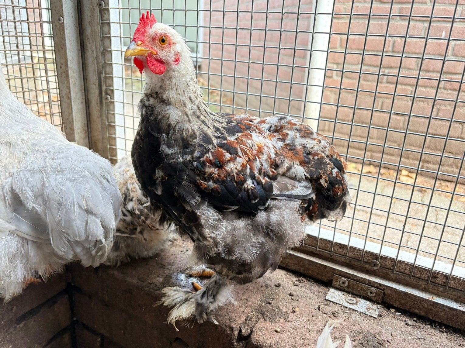 Mylo, tam cochin kriel kuiken, Mannelijk, Kip