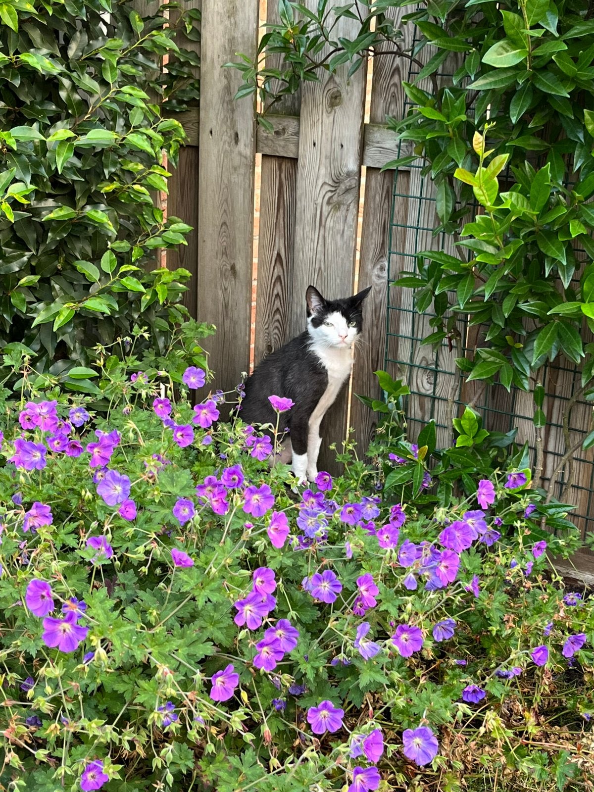 Poes zoekt ervaren huis, Poes, Kortharig, 0 tot 2 jaar