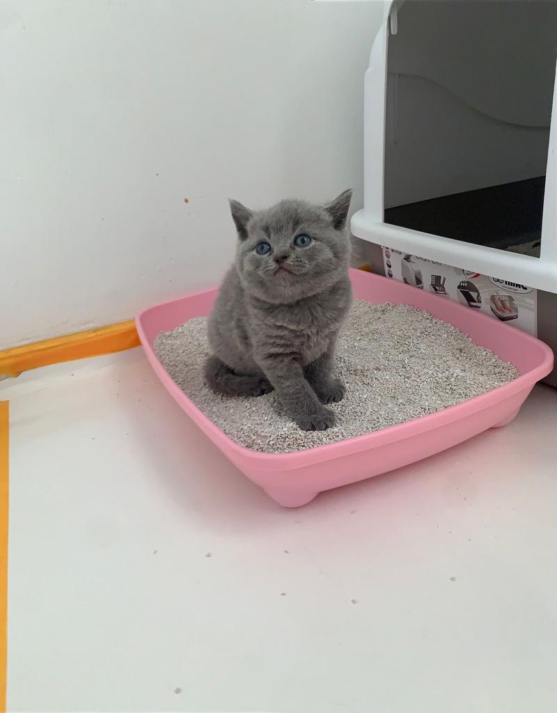 Britse korthaar kittens, Poes, Kortharig, 0 tot 2 jaar