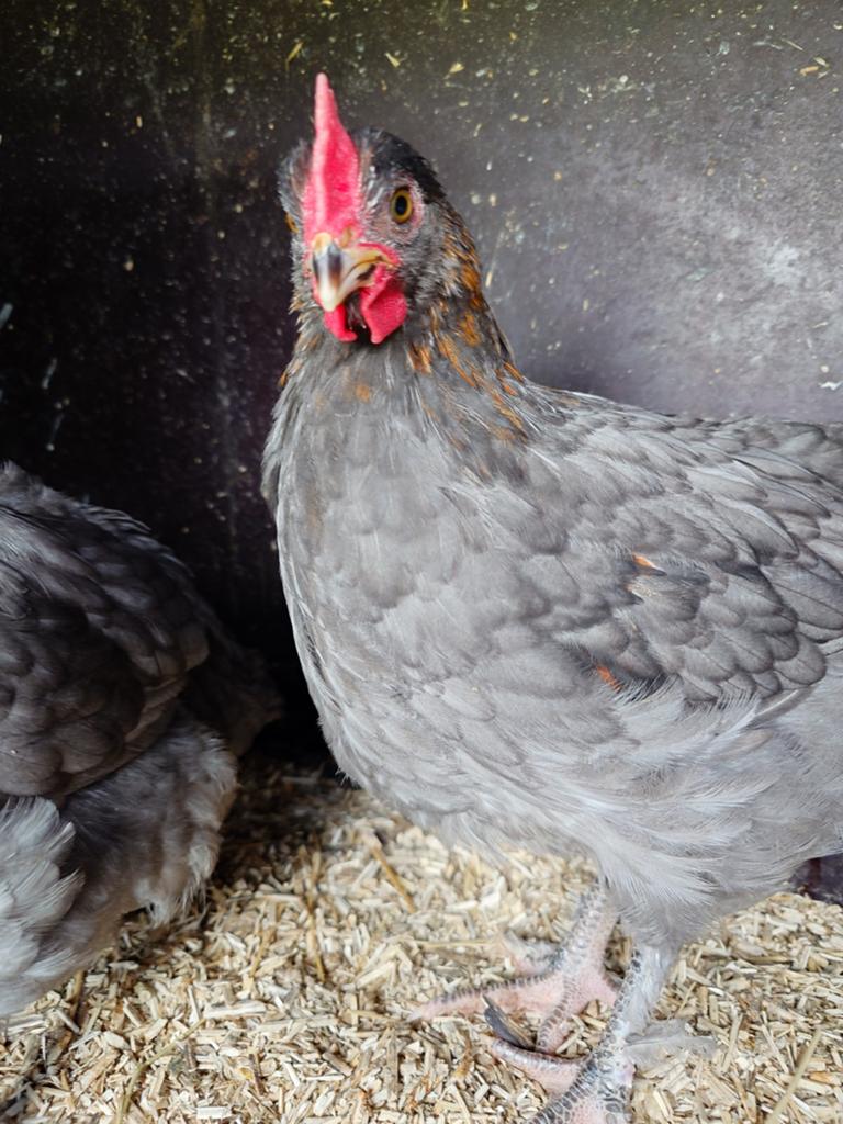 Marans hanen blauw koper hals en zwart koper hals, Dieren en Toebehoren, Pluimvee, Mannelijk, Kip