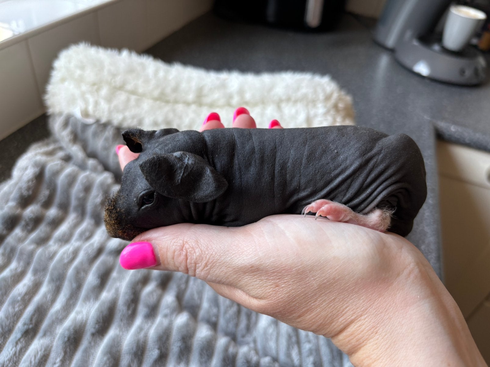 Super lieve skinny cavia zeugje, Dieren en Toebehoren, Augustus, Vrouwelijk, Cavia