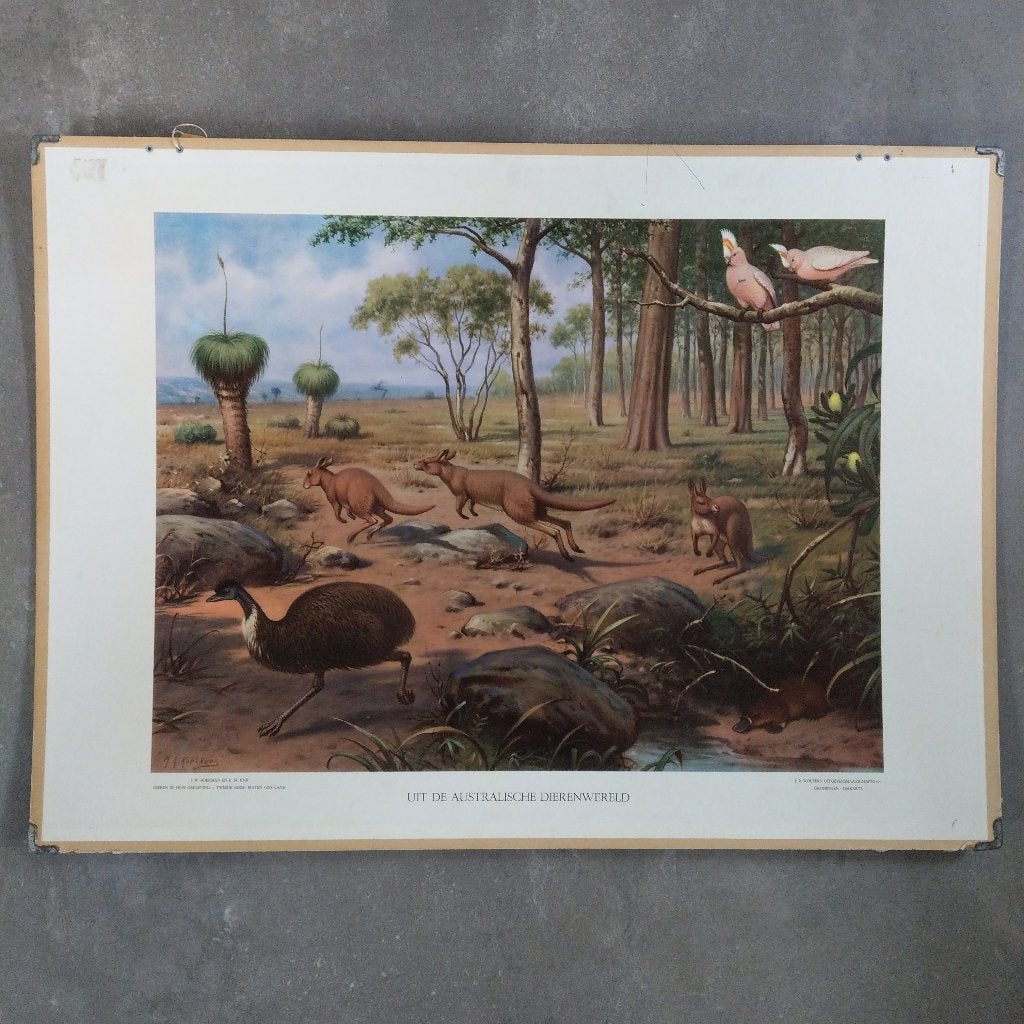 Schoolplaat Uit de Australische dierenwereld – Koekkoek 1950, Ophalen of Verzenden, Natuur en Biologie