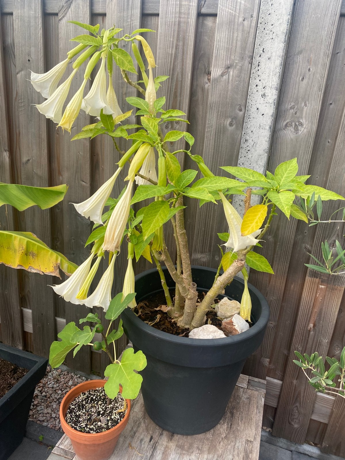 Brugmansia 8 jr oud, Ophalen, Overige soorten, Volle zon
