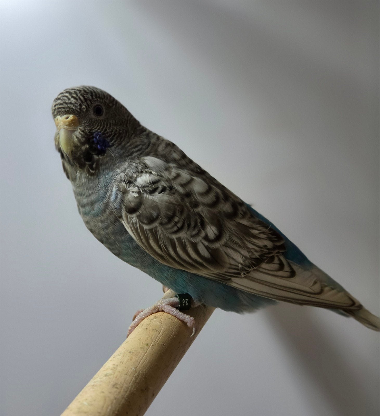 Blackface melanistic split Blackwing vrouw, Dieren en Toebehoren, Vrouwelijk, Geringd
