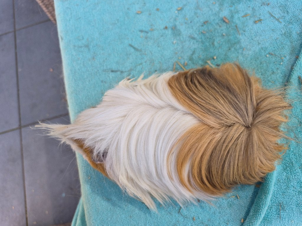 Cavia zeugje Amy 5 maanden, Dieren en Toebehoren, Knaagdieren, Vrouwelijk, Tam, Maart, Cavia
