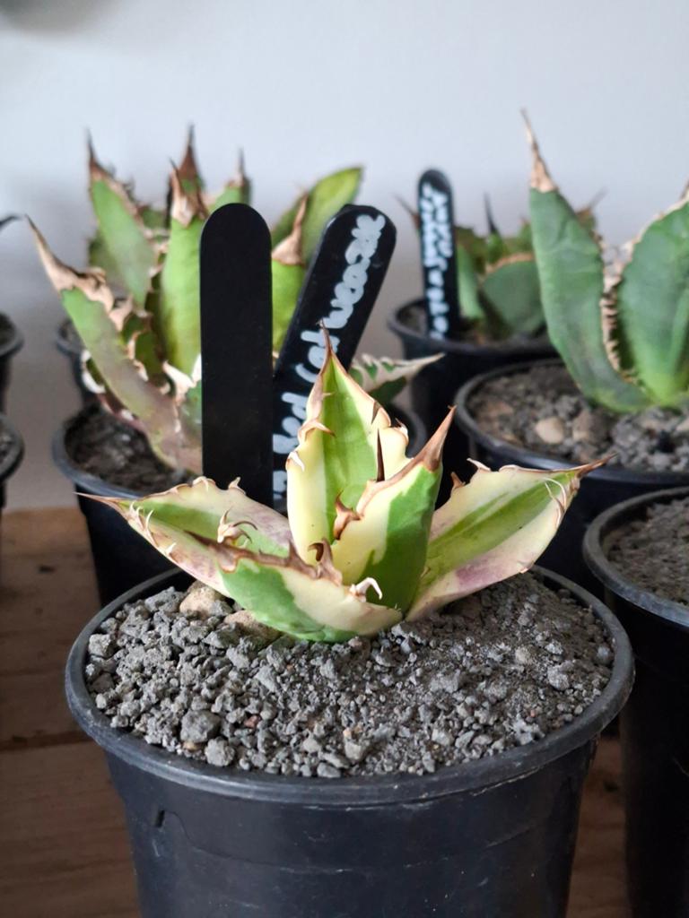 Agave titanota snaggletooth, Overige soorten, Volle zon, Vaste plant, Ophalen of Verzenden