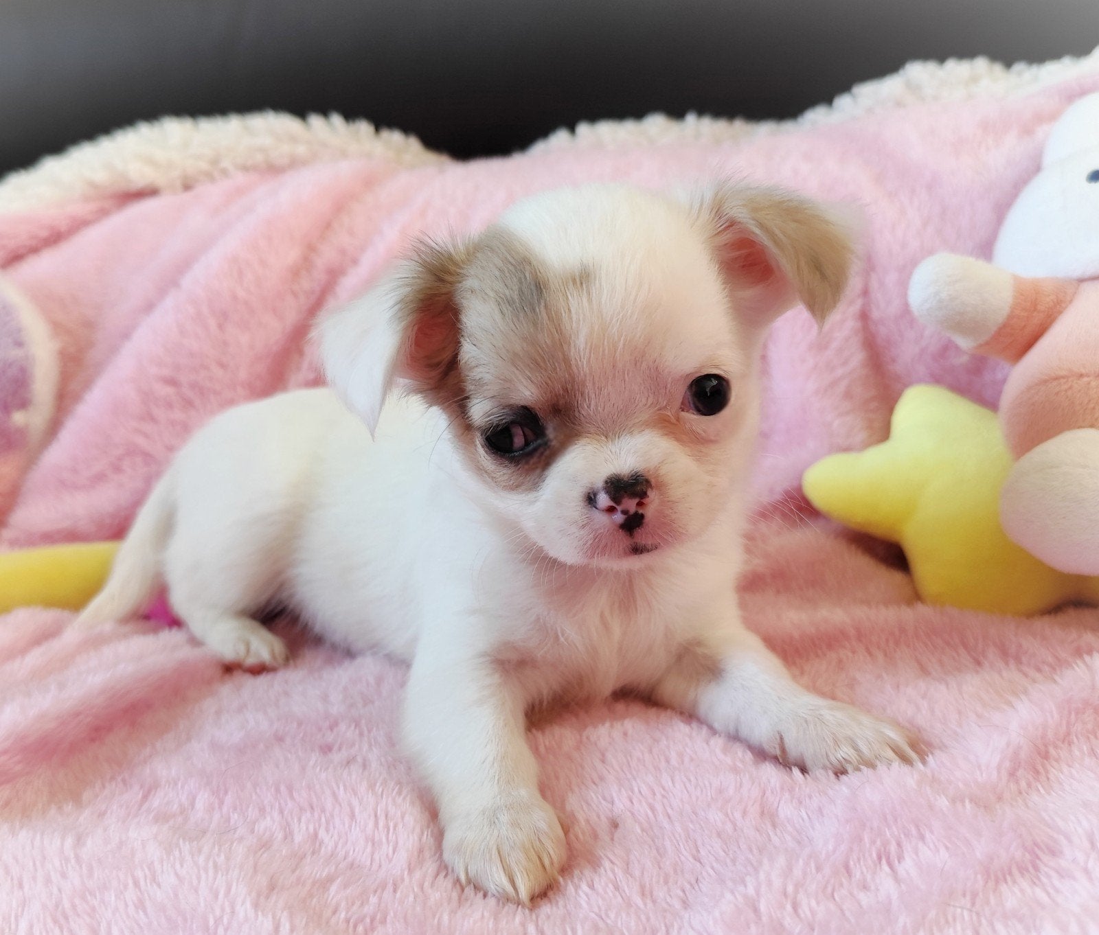 Nog 1 unieke en mega schattige chihuahua puppy!, Dieren en Toebehoren, Honden | Chihuahua's en Gezelschapshonden, 8 tot 15 weken