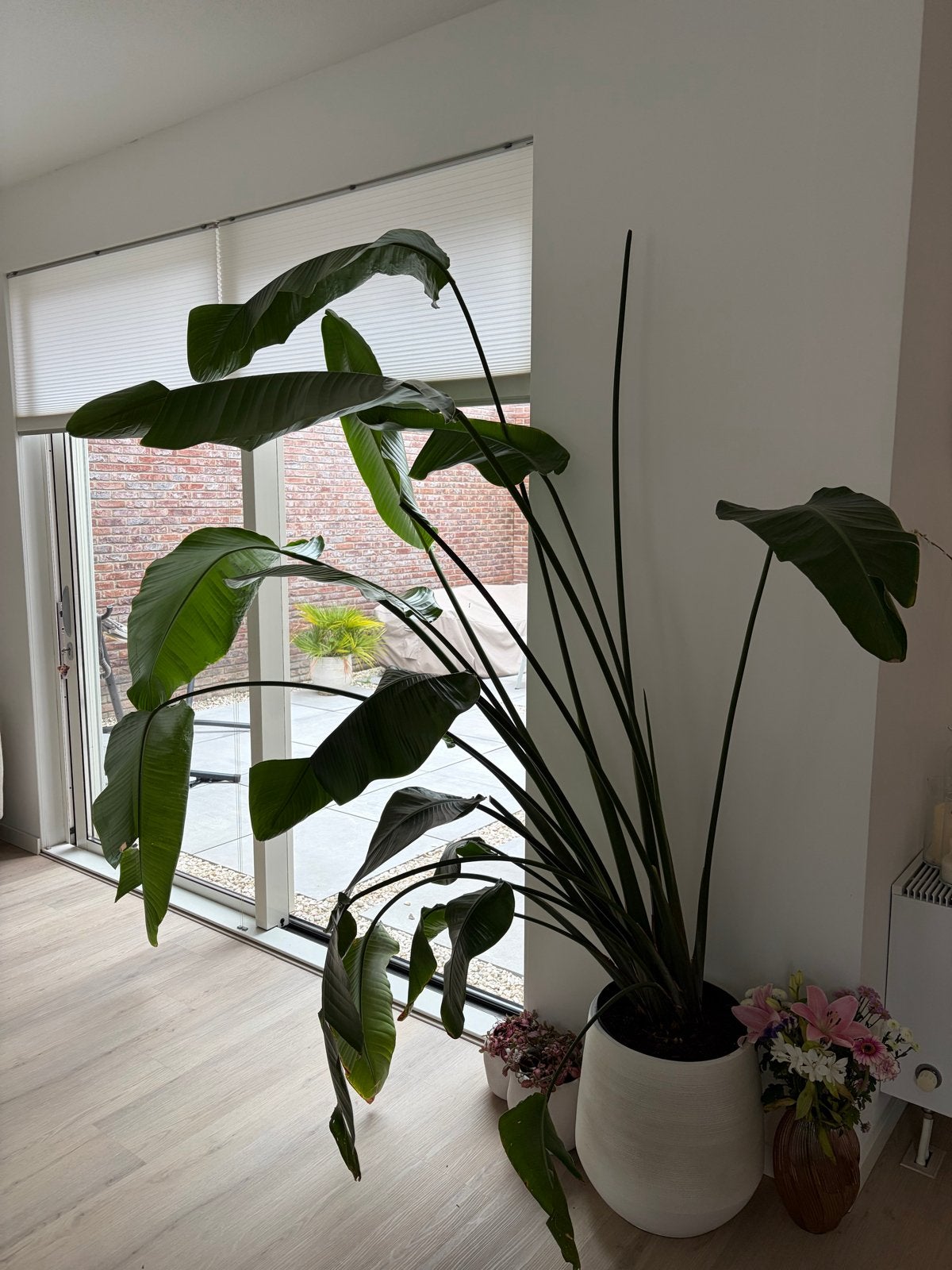 Grote Strelitzia Nicolai - Recent Verpot, Huis en Inrichting, Ophalen, 200 cm of meer, Overige soorten, In pot