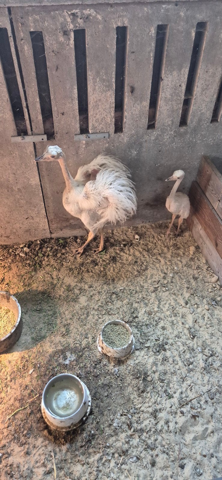 mooie jonge witte nandoekuikens nandoes, Dieren en Toebehoren, Pluimvee, Meerdere dieren, Overige soorten