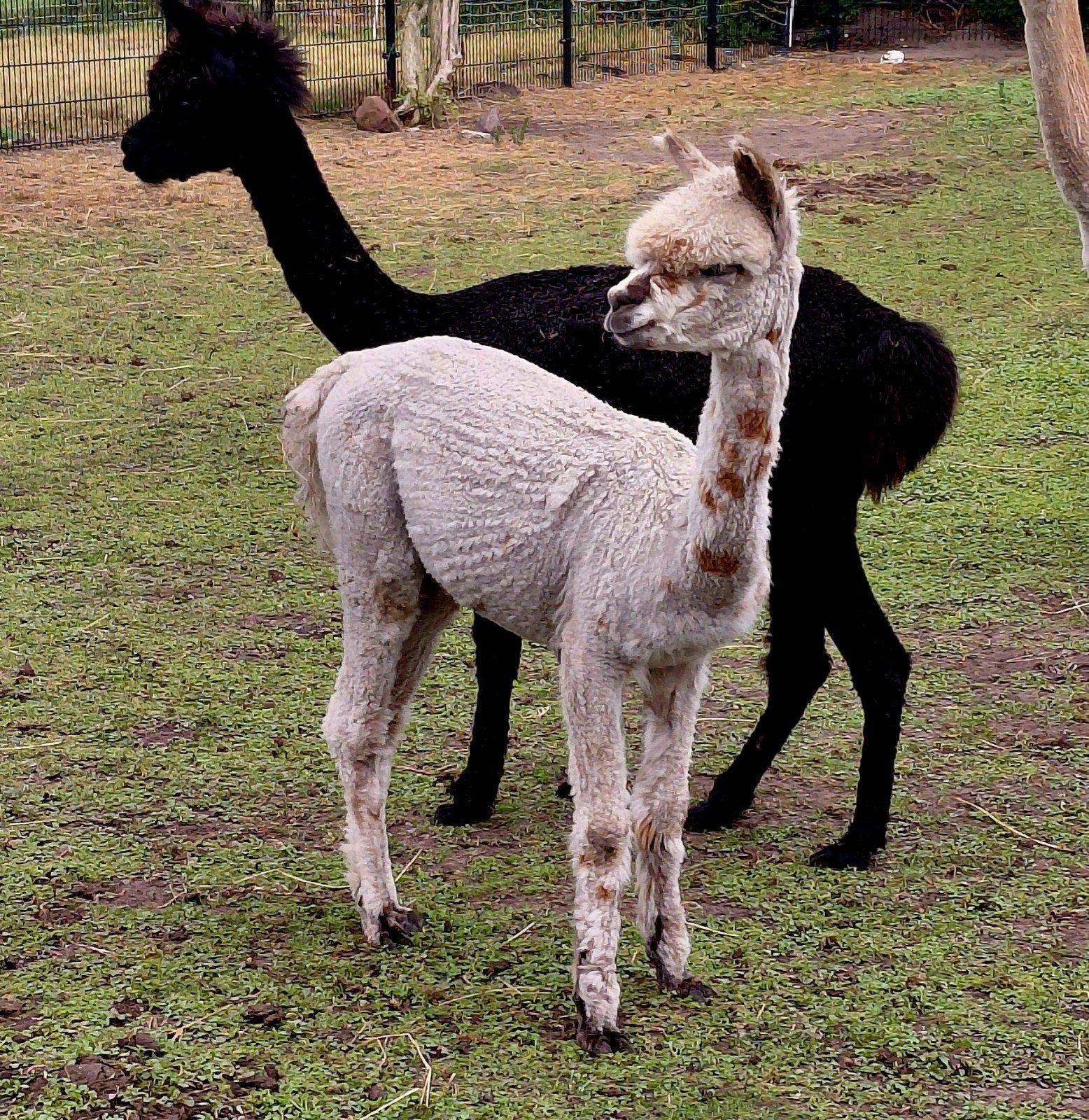 Super mooie alpaca hengst met veel spots, Dieren en Toebehoren, Juni, Mannelijk