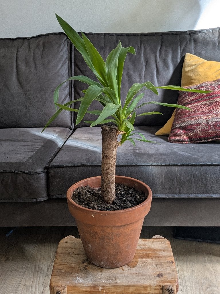 Kamerplant Palmlelie / Yucca, Ophalen, Palm, Halfschaduw, Minder dan 100 cm