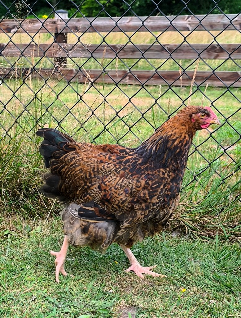 Orpington, Dieren en Toebehoren, Pluimvee, Mannelijk, Kip