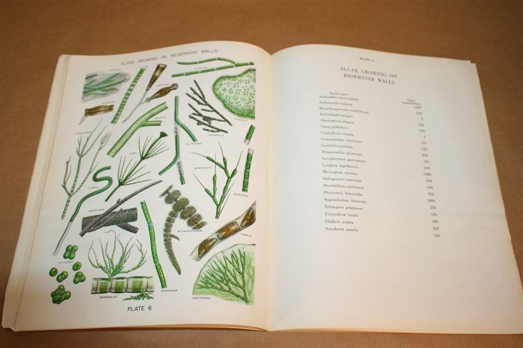 Algae in Water Supplies, Ophalen of Verzenden, Gelezen, Natuurwetenschap