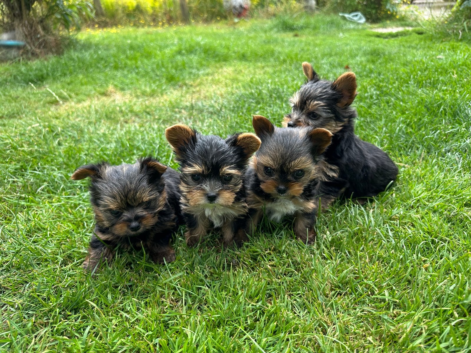 Yorkshire Terriër pups ( mini ), Dieren en Toebehoren, Yorkshire Terriër, 8 tot 15 weken, Meerdere, Meerdere dieren