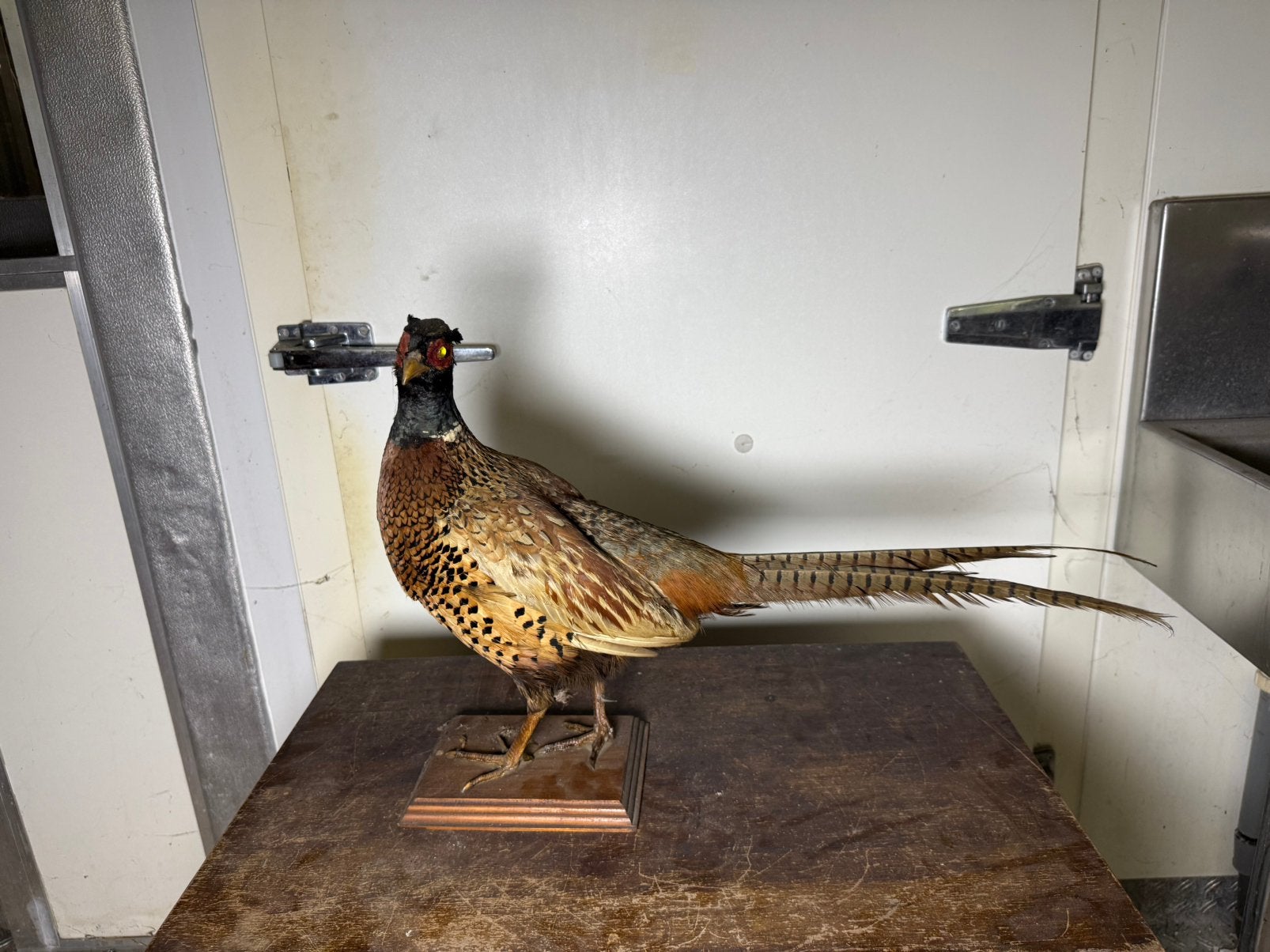 Opgezette dieren, geweien en jachttrofeeën te koop, Ophalen, Gebruikt, Hert, Opgezet dier