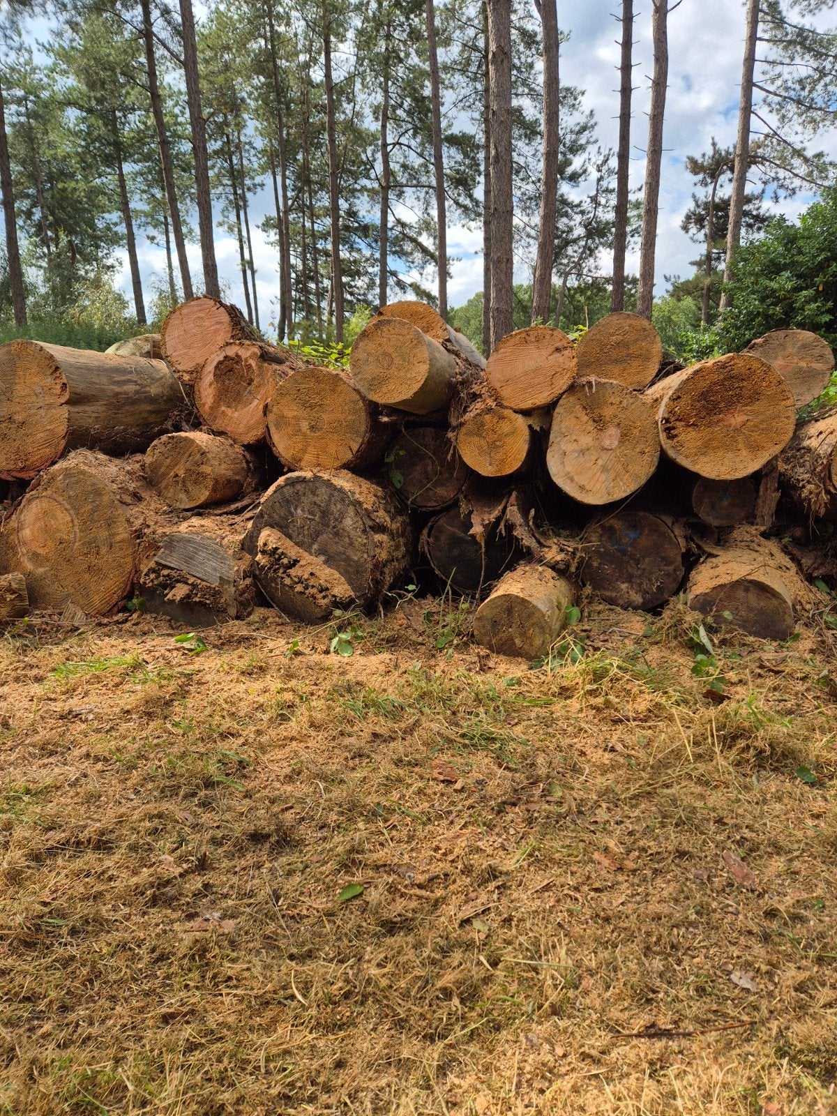 Haardhout op stam, 6 m³ of meer, Ophalen, Overige houtsoorten, Stammen