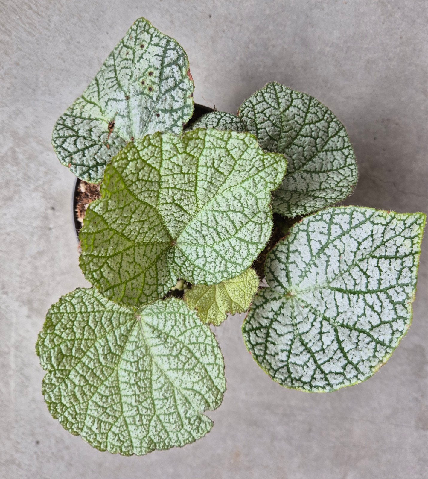 Begonia Cf. Filiformis White Form, waarschijnlijk natuur Hyb, Ophalen of Verzenden, Halfschaduw, Minder dan 100 cm