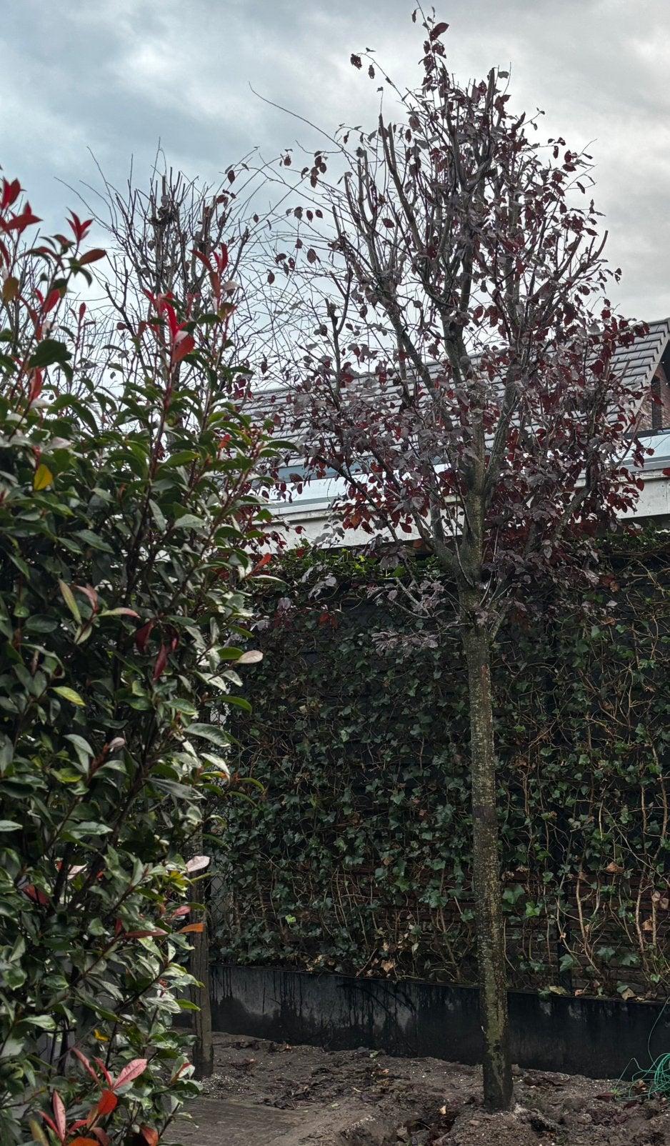 Rode Sierkers/ Prunus ‘Nigra', Tuin en Terras, Ophalen, Volle zon, Overige soorten