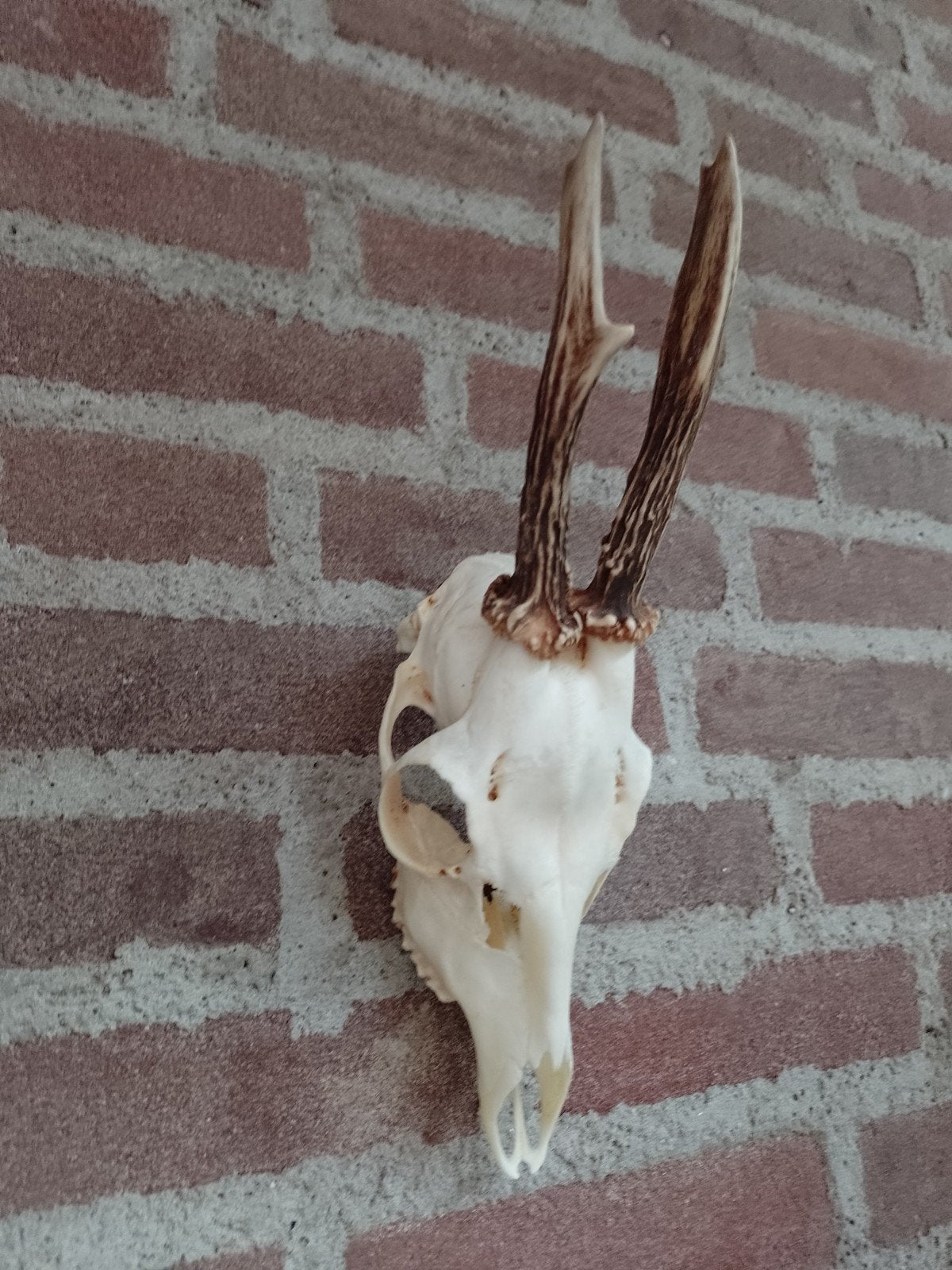 schedel reebok ree landelijk, Verzamelen, Dierenverzamelingen, Ophalen of Verzenden, Hert, Schedel