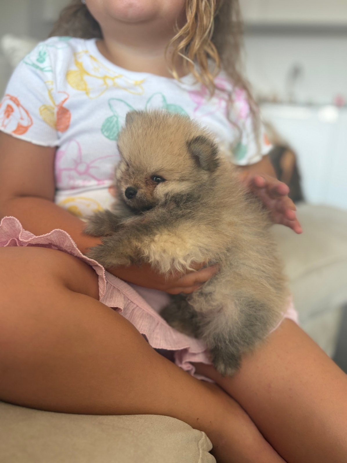 Pomeriaan  Pomeranian Dwergkees puppy’s, Parvo, Keeshond, 8 tot 15 weken, Meerdere