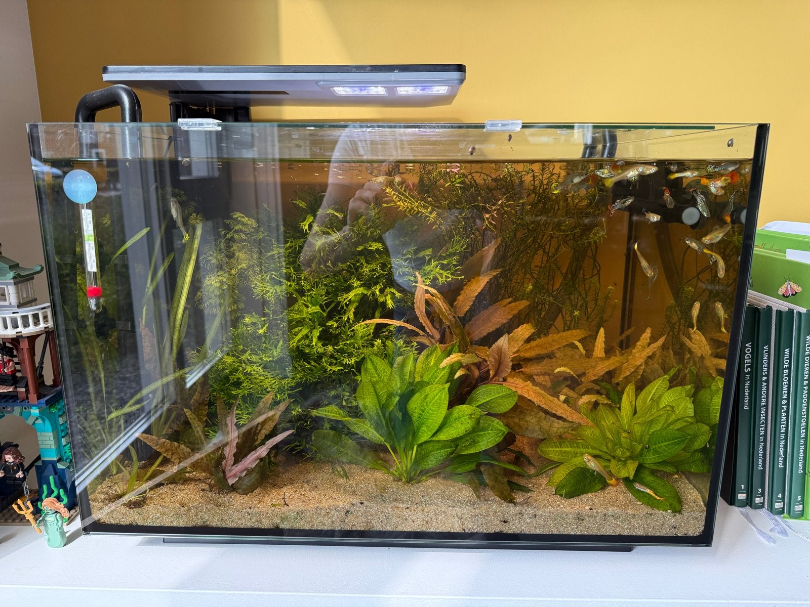 Superfish 70 liter aquarium met JBL pomp en vele accesoires, Ophalen, Inclusief vissen, Superfish, Gevuld zoetwateraquarium