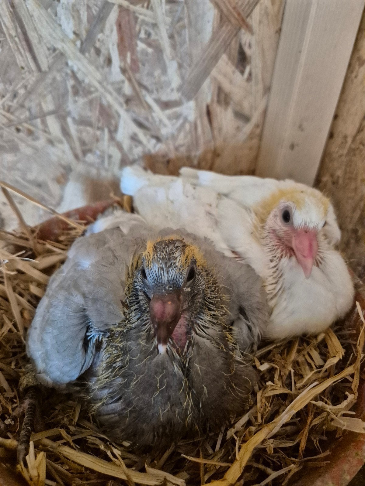 Te koop, Meerdere dieren, Overige soorten