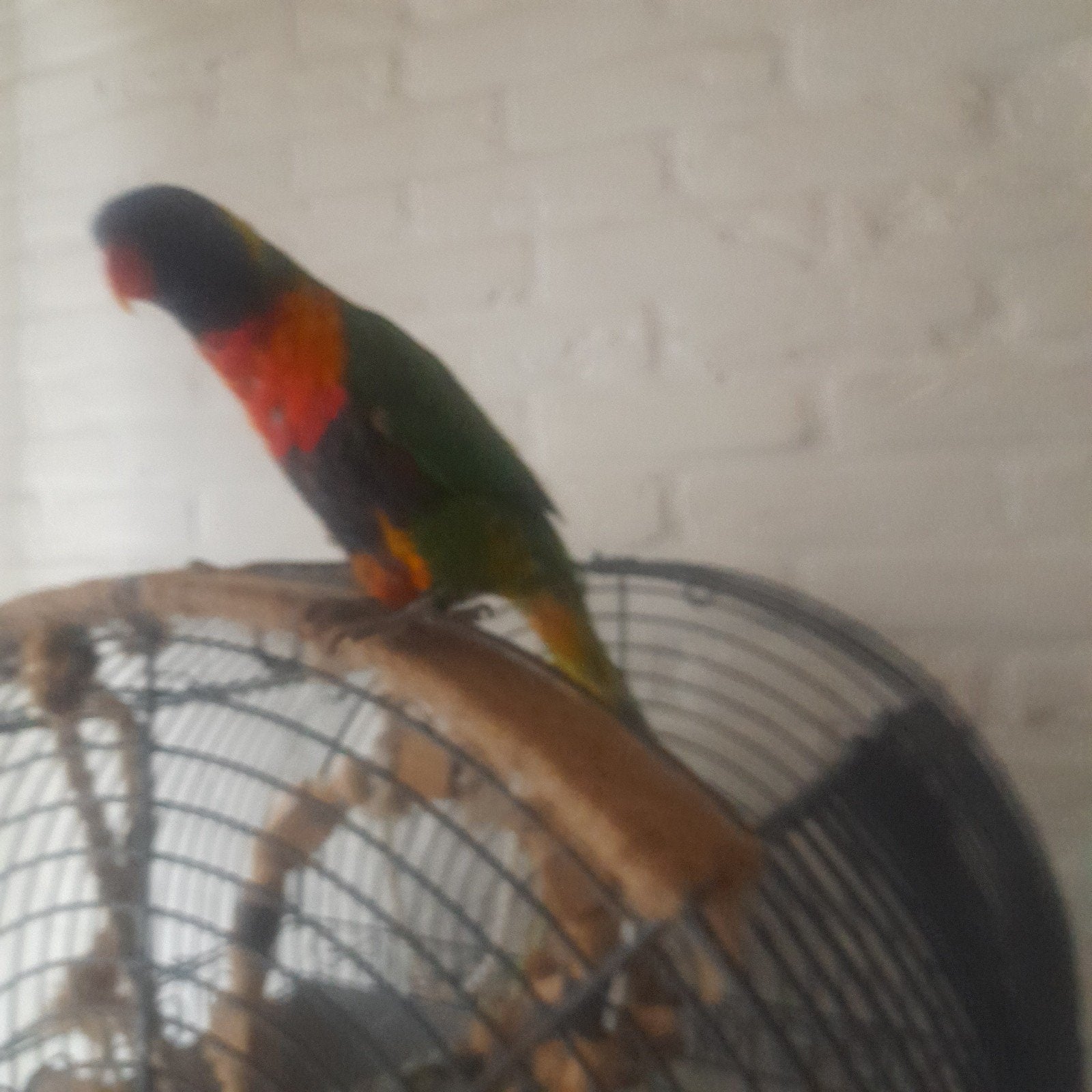 Ik verkoop, Dieren en Toebehoren, Vrouwelijk, Papegaai