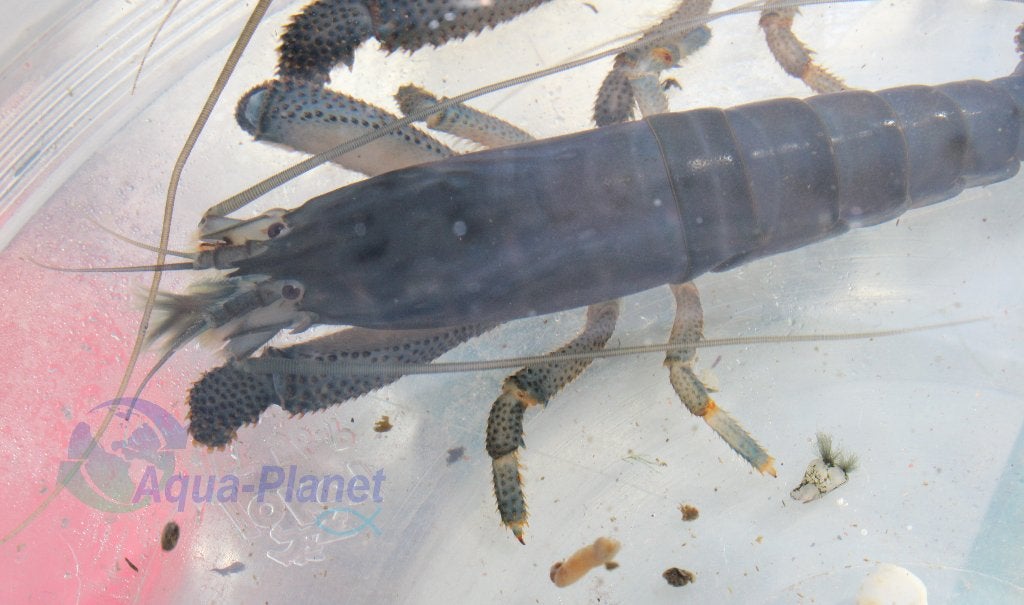Blauwe Waaierhandgarnaal "Large", Dieren en Toebehoren, Kreeft, Krab of Garnaal, Zoetwatervis