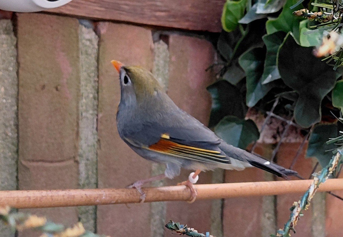 koppel japanse nachtegaal, Dieren en Toebehoren, Vogels | Overige Vogels, Meerdere dieren, Geringd