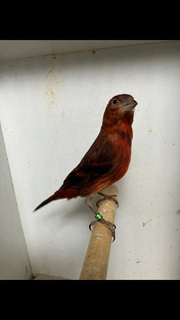 Bastaard kapoetsensijzen, Dieren en Toebehoren, Vogels | Overige Vogels, Mannelijk, Wildzangvogel, Geringd