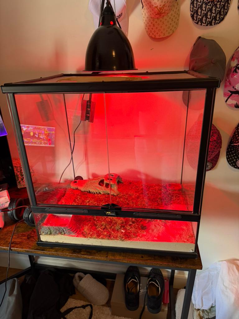 Luipaard gekko terrarium, Dieren en Toebehoren, Ophalen, Zo goed als nieuw, Terrarium of Paludarium