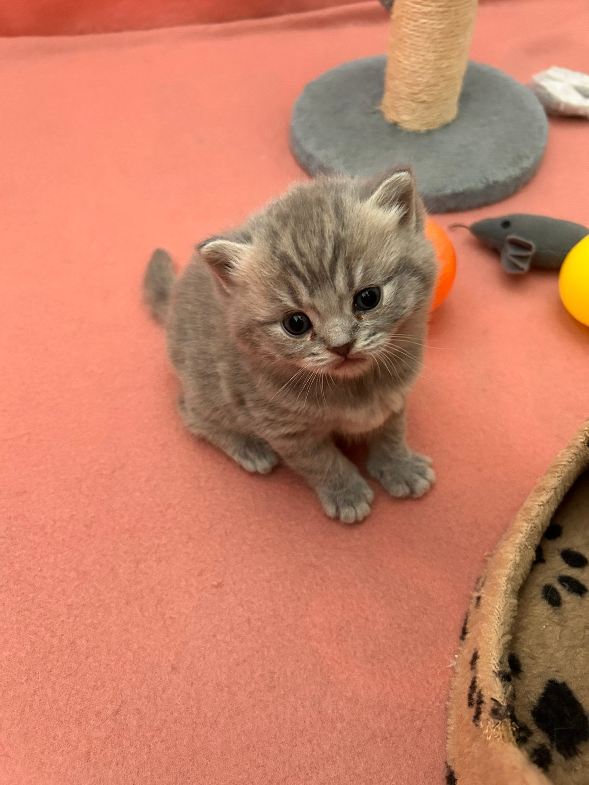 Raszuivere Britse Kortharen Tabby, Meerdere dieren, Ontwormd