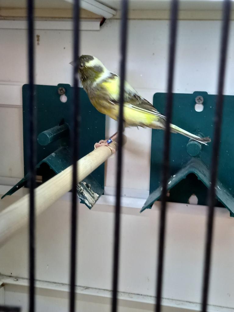 Te koop koppel Larguet espagnol, Dieren en Toebehoren, Vogels | Kanaries, Meerdere dieren, Kleurkanarie