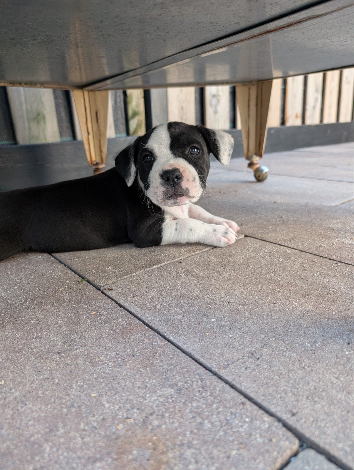Amerikaanse Stafford pups tekoop, 8 tot 15 weken, American Staffordshire Terriër, Teef, Meerdere