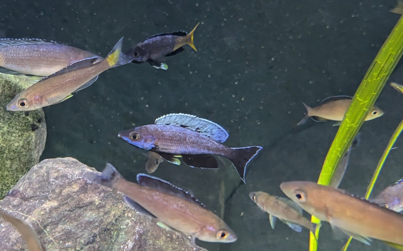 Cyprichromis Leptosoma Kitumba - Tanganyika, Dieren en Toebehoren, Vis, Schoolvis