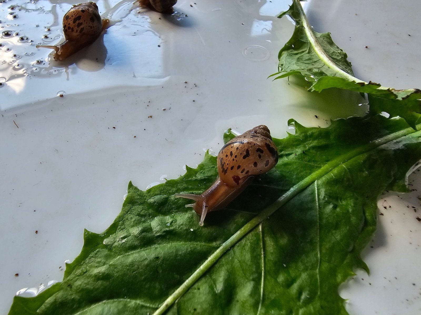 Baby Agaat Slakken te koop, Dieren en Toebehoren, Meerdere dieren