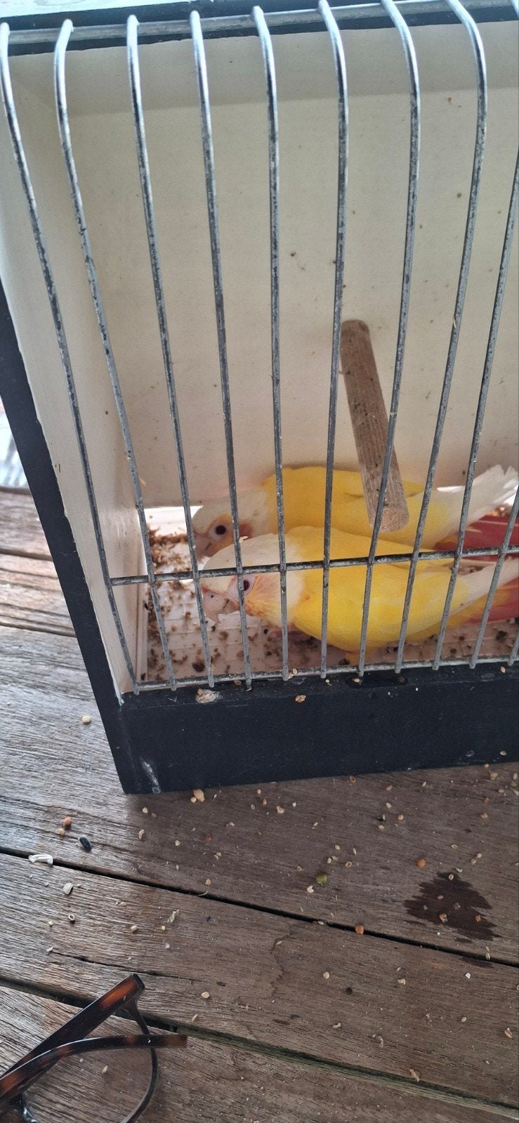 pyrrhura lutino, Dieren en Toebehoren, Vogels | Parkieten en Papegaaien, Meerdere dieren, Parkiet