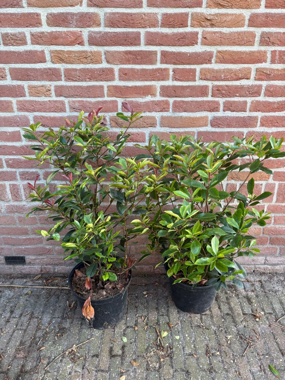 Photinia carre rouge glansmispel, Tuin en Terras, Planten | Struiken en Hagen, Ophalen of Verzenden, Overige soorten, Minder dan 100 cm