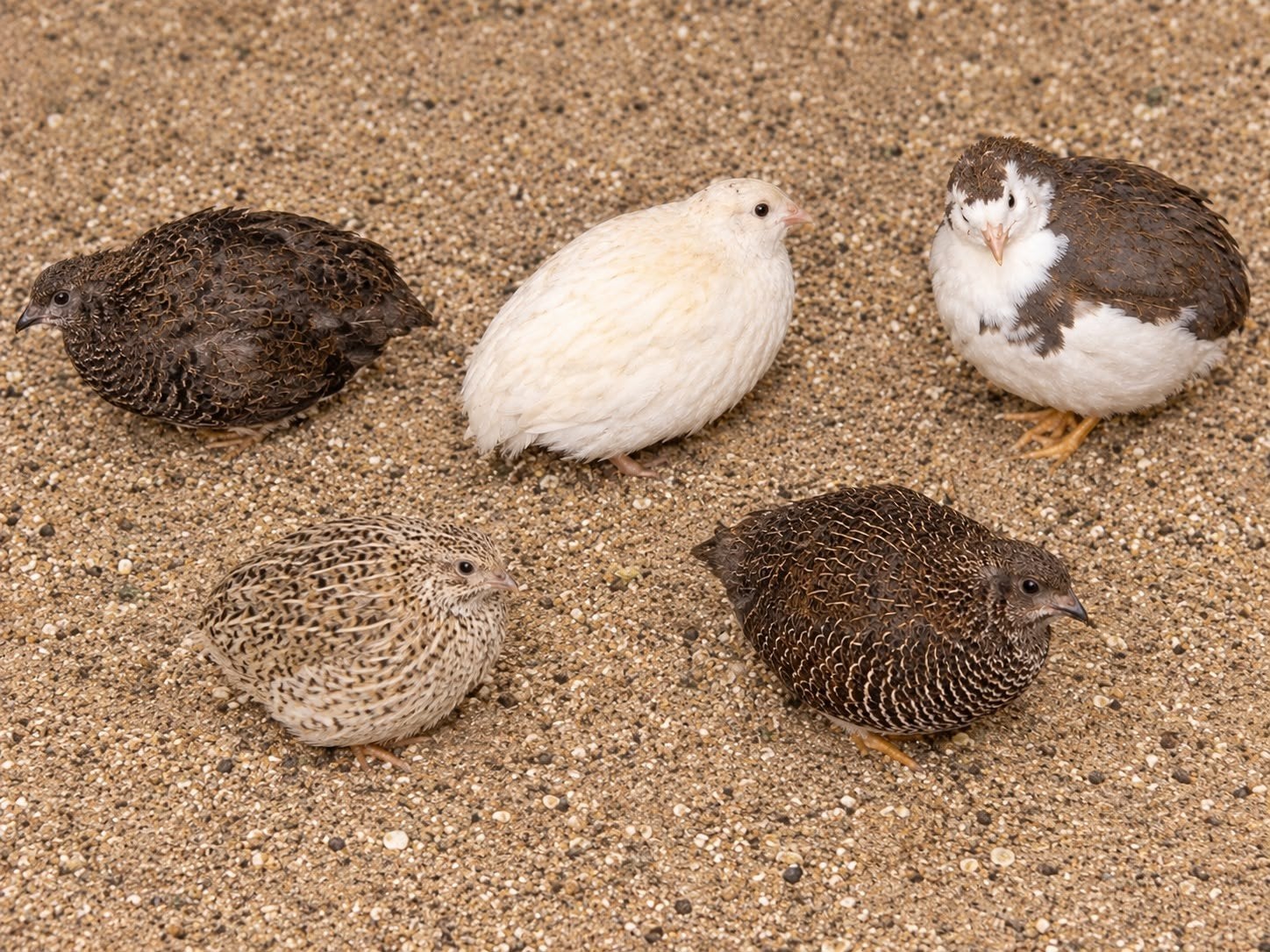 5 Chinese kwartels, Dieren en Toebehoren, Meerdere dieren, Overige soorten