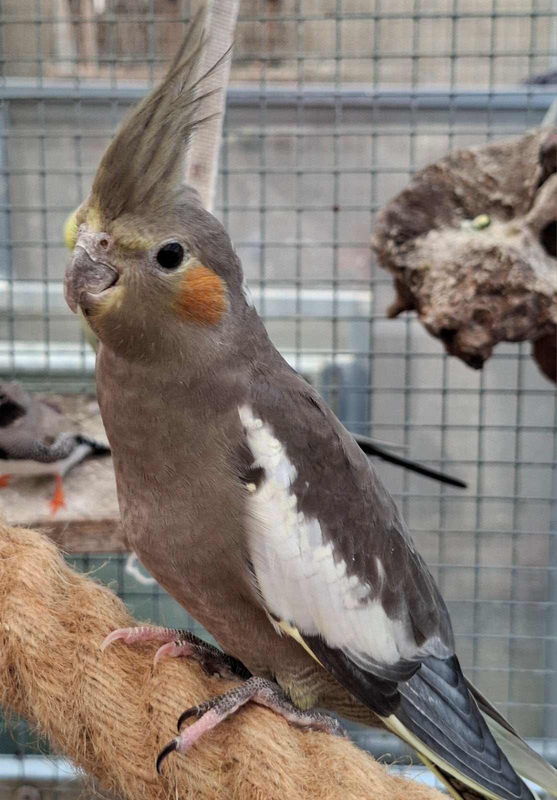 Jonge valkparkieten, Meerdere dieren, Parkiet, Geringd