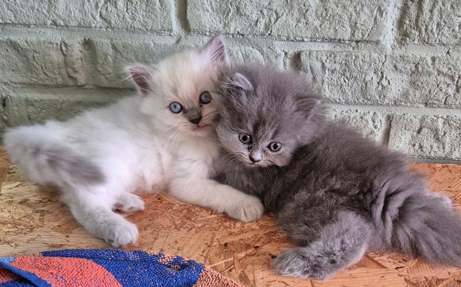 Britse korthaar  Perzische langhaar kittens!!, Meerdere dieren, Ontwormd, 0 tot 2 jaar