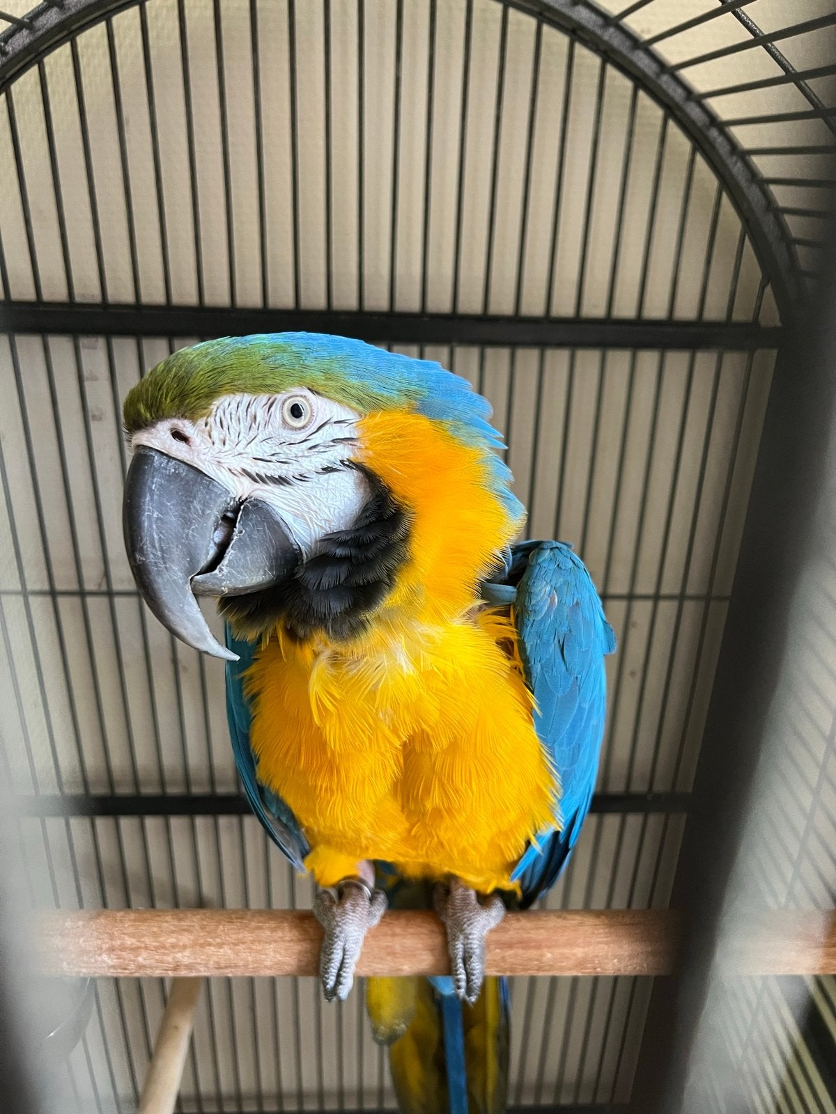 Bieden, Dieren en Toebehoren, Vogels | Overige Vogels, Mannelijk, Tam