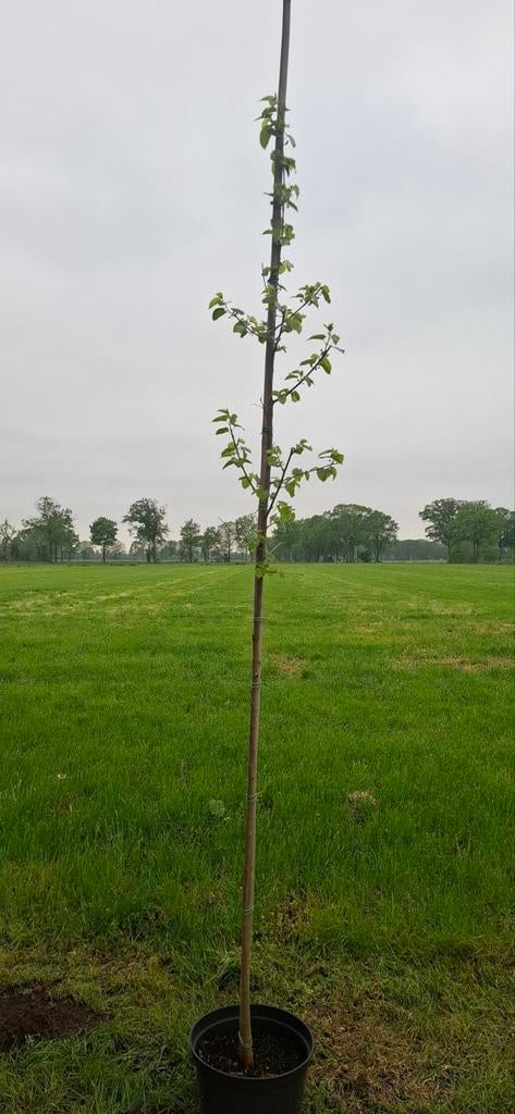 Morus alba. Moerbei boom, Tuin en Terras, Planten | Bomen, Ophalen, Lente, Volle zon, Overige soorten