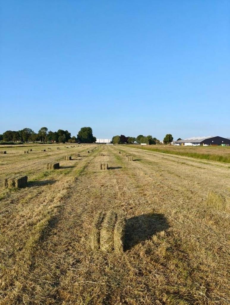 Goede kwaliteit baaltjes zomer 2025, Ophalen, Knaagdier of Konijn